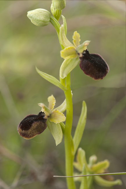 ophrys pseudoatrata in Lucania